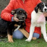 Mischling Ole, 11/2025, ca. 63 cm