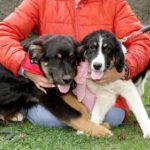 Mischling Ole, 11/2025, ca. 63 cm