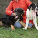 Mischling Ole, 11/2025, ca. 63 cm