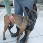 Malinois Mischling Olivia, 10/2017, 65 cm, 09116 Chemnitz