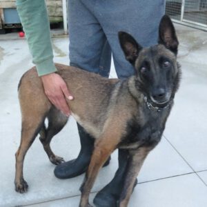Malinois Mischling Olivia, 10/2017, 65 cm, 09116 Chemnitz