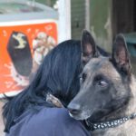 Malinois Mischling Olivia, 10/2017, 65 cm, 09116 Chemnitz