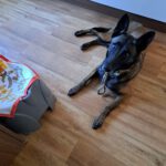 Malinois Mischling Olivia, 10/2017, 65 cm, 09116 Chemnitz