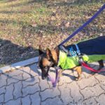 Malinois Mischling Olivia, 10/2017, 65 cm, 09116 Chemnitz
