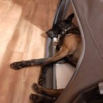 Malinois Mischling Olivia, 10/2017, 65 cm, 09116 Chemnitz