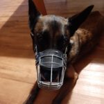 Malinois Mischling Olivia, 10/2017, 65 cm, 09116 Chemnitz