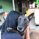 Malinois Mischling Olivia, 10/2017, 65 cm, 09116 Chemnitz