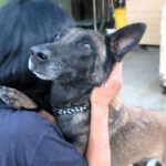 Malinois Mischling Olivia, 10/2017, 65 cm, 09116 Chemnitz