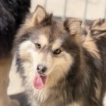 Pomsky Olivia, 11/2020, ca. 45 cm