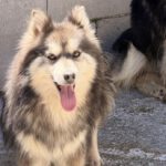 Pomsky Olivia, 11/2020, ca. 45 cm