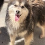 Pomsky Olivia, 11/2020, ca. 45 cm