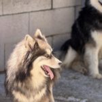 Pomsky Olivia, 11/2020, ca. 45 cm