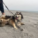 Pomsky Olivia, 11/2020, ca. 45 cm