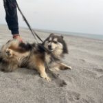 Pomsky Olivia, 11/2020, ca. 45 cm