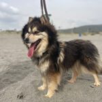 Pomsky Olivia, 11/2020, ca. 45 cm