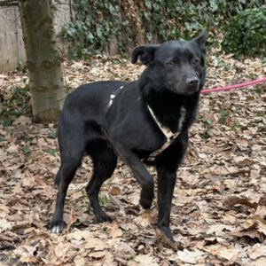 Mischling Onyx, 01/2024, ca. 43 cm