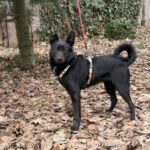 Mischling Onyx, 01/2024, ca. 43 cm