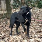 Mischling Onyx, 01/2024, ca. 43 cm