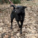 Mischling Onyx, 01/2024, ca. 43 cm