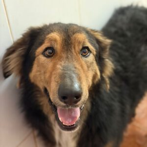 Schäferhund Mischling Orejotas, 04/2023, ca. 60 cm