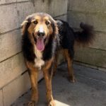 Schäferhund Mischling Orejotas, 04/2023, ca. 60 cm