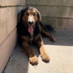 Schäferhund Mischling Orejotas, 04/2023, ca. 60 cm