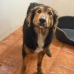 Schäferhund Mischling Orejotas, 04/2023, ca. 60 cm