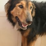 Schäferhund Mischling Orejotas, 04/2023, ca. 60 cm