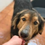 Schäferhund Mischling Orejotas, 04/2023, ca. 60 cm