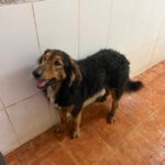 Schäferhund Mischling Orejotas, 04/2023, ca. 60 cm