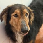 Schäferhund Mischling Orejotas, 04/2023, ca. 60 cm