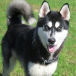 Husky Oreo, 03/2025, ca. 60 cm