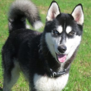 Husky Oreo, 03/2025, ca. 60 cm