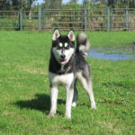 Husky Oreo, 03/2025, ca. 60 cm