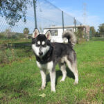 Husky Oreo, 03/2025, ca. 60 cm