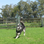 Husky Oreo, 03/2025, ca. 60 cm