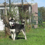 Husky Oreo, 03/2025, ca. 60 cm
