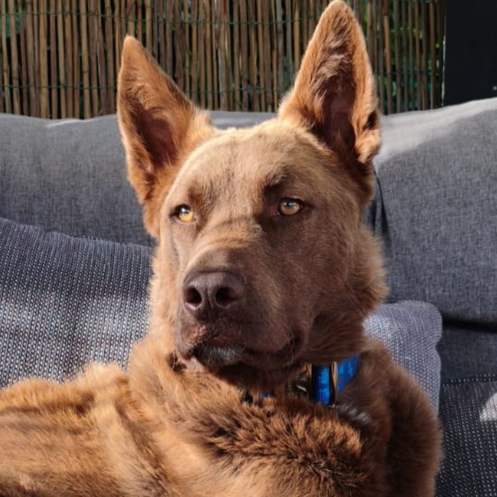 Schäferhund Mischling Osito, 05/2024, ca. 67 cm, 26349 Jade