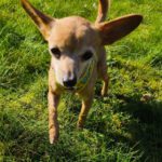 Chihuahua Pamela, 03/2017, ca. 22 cm, 74354 Besigheim