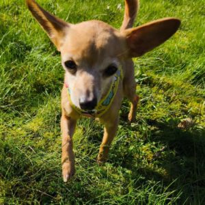 Chihuahua Pamela, 03/2017, ca. 22 cm, 74354 Besigheim