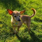 Chihuahua Pamela, 03/2017, ca. 22 cm, 74354 Besigheim