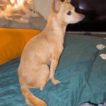 Chihuahua Pamela, 03/2017, ca. 22 cm, 74354 Besigheim