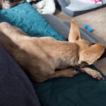 Chihuahua Pamela, 03/2017, ca. 22 cm, 74354 Besigheim