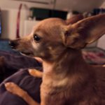 Chihuahua Pamela, 03/2017, ca. 22 cm, 74354 Besigheim