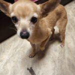 Chihuahua Pamela, 03/2017, ca. 22 cm, 74354 Besigheim