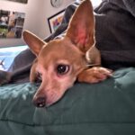 Chihuahua Pamela, 03/2017, ca. 22 cm, 74354 Besigheim