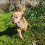 Chihuahua Pamela, 03/2017, ca. 22 cm, 74354 Besigheim