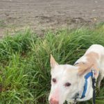 Podenco Pancho, 04/2013, ca. 40 cm