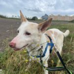 Podenco Pancho, 04/2013, ca. 40 cm