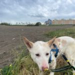 Podenco Pancho, 04/2013, ca. 40 cm